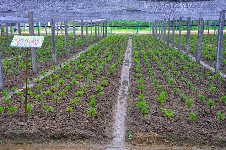 3.荒溝：紅豆杉實(shí)生苗苗圃.jpg