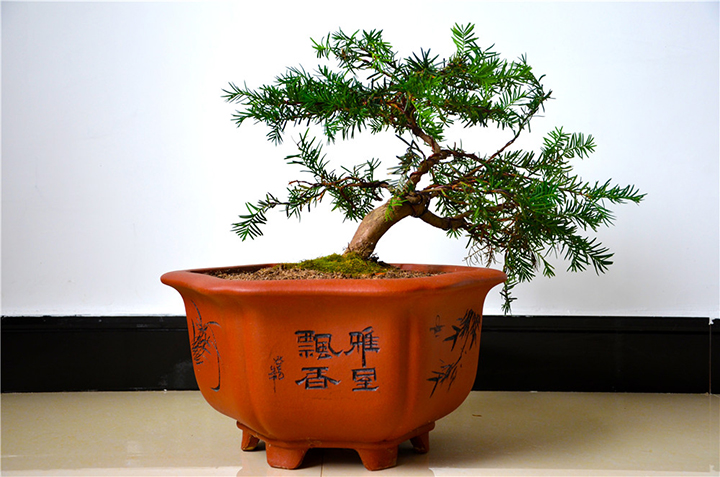 4.紅豆杉盆景.jpg