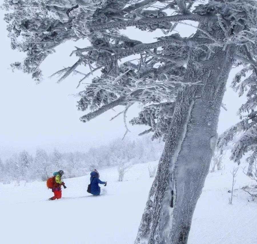 印象長白山森工：這里正在上演“雪域王國”的急速穿越